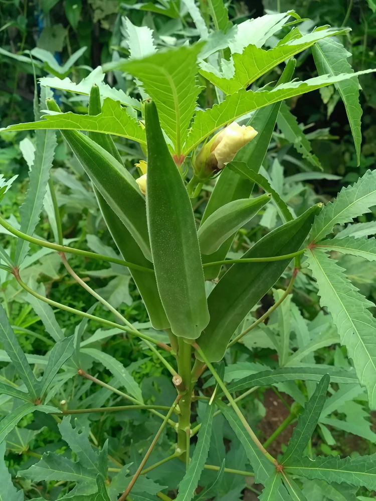 秋葵2
