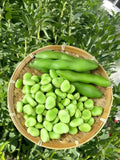 蚕豆1