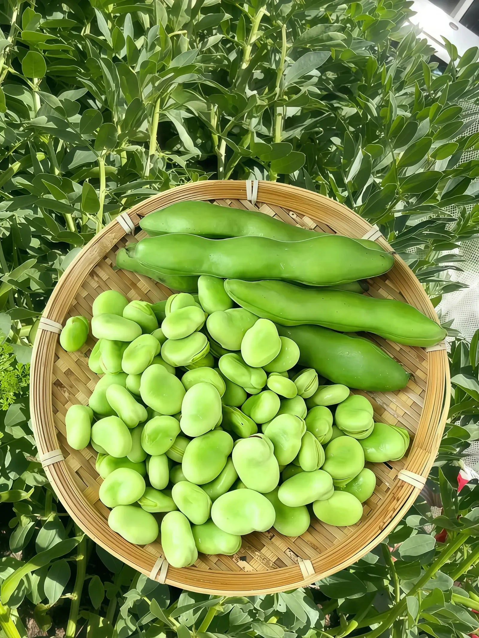 蚕豆1