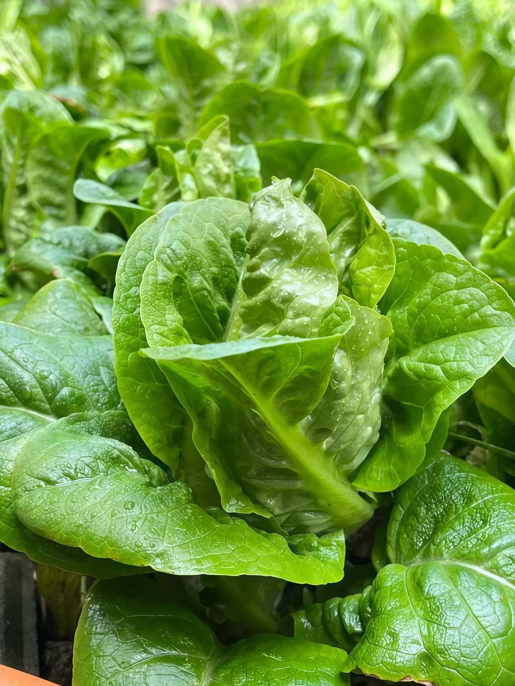 奶油生菜3