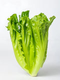 罗马生菜1