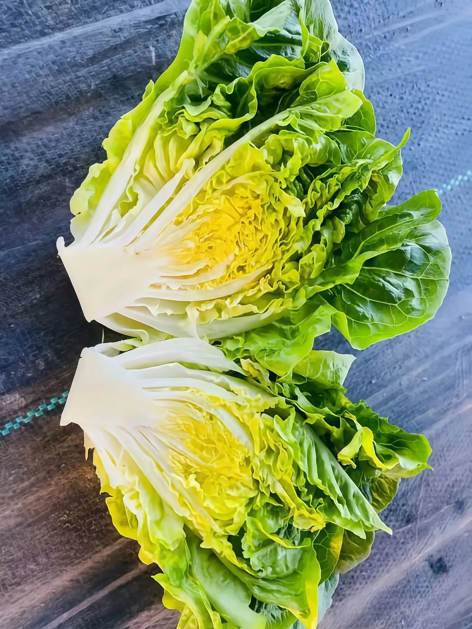 罗马生菜3