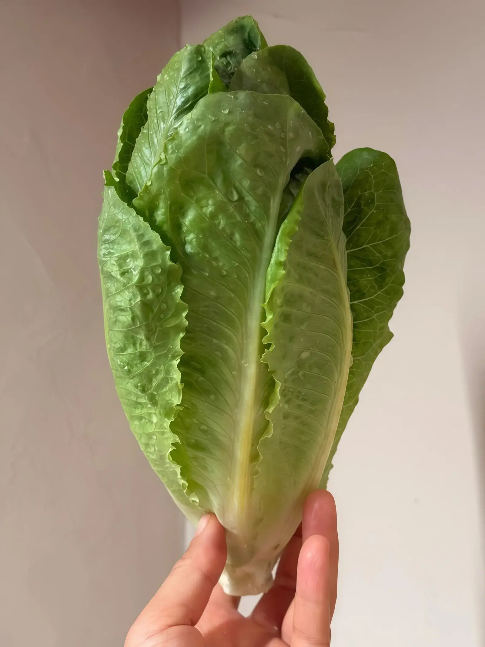 罗马生菜4