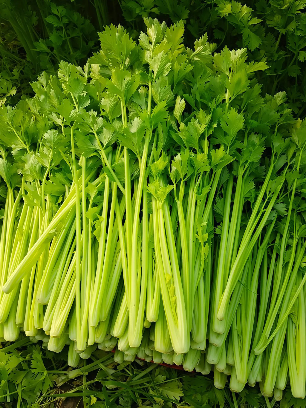 西芹4