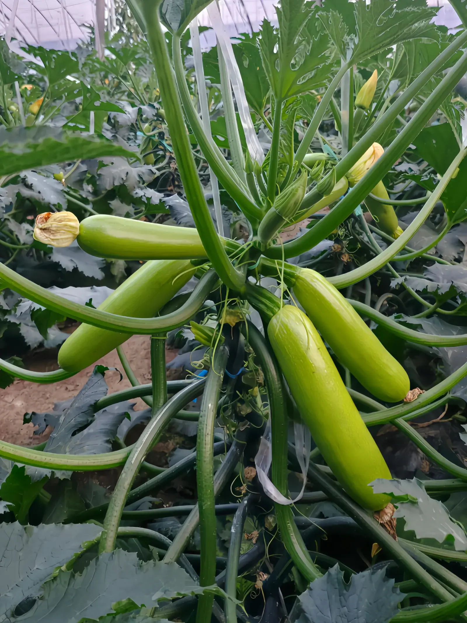 西葫芦1