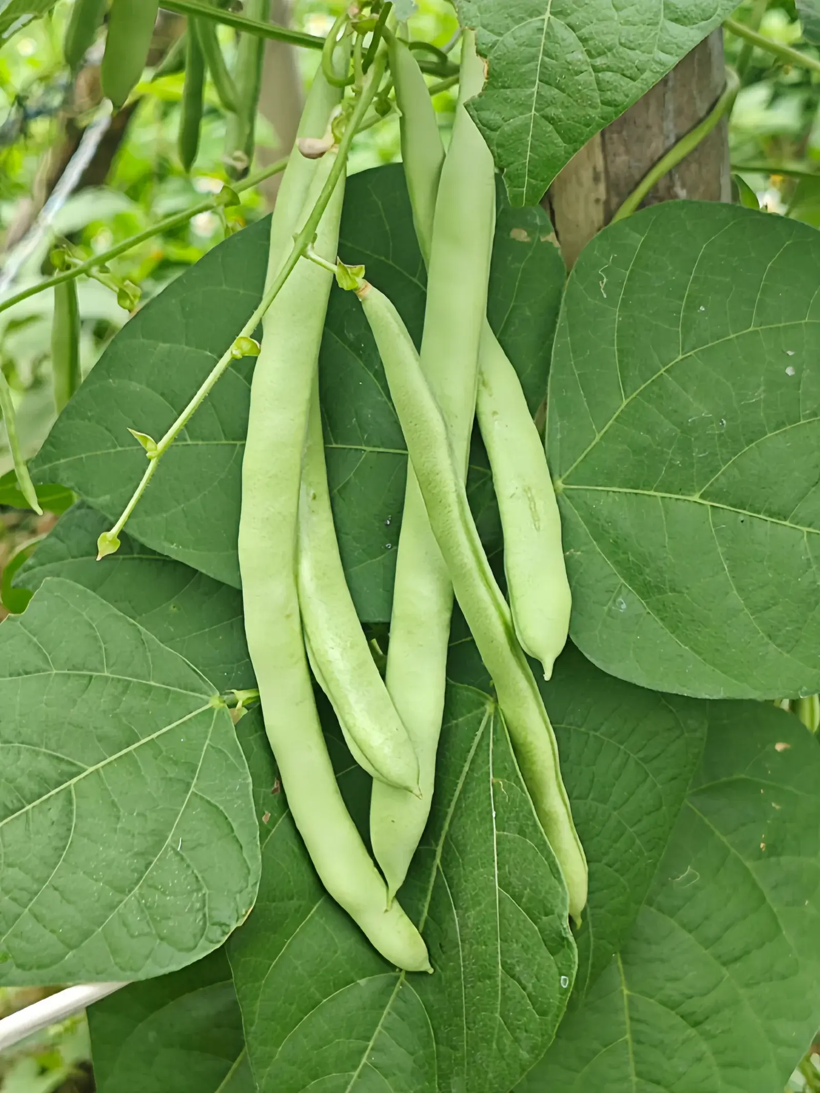 四季豆1