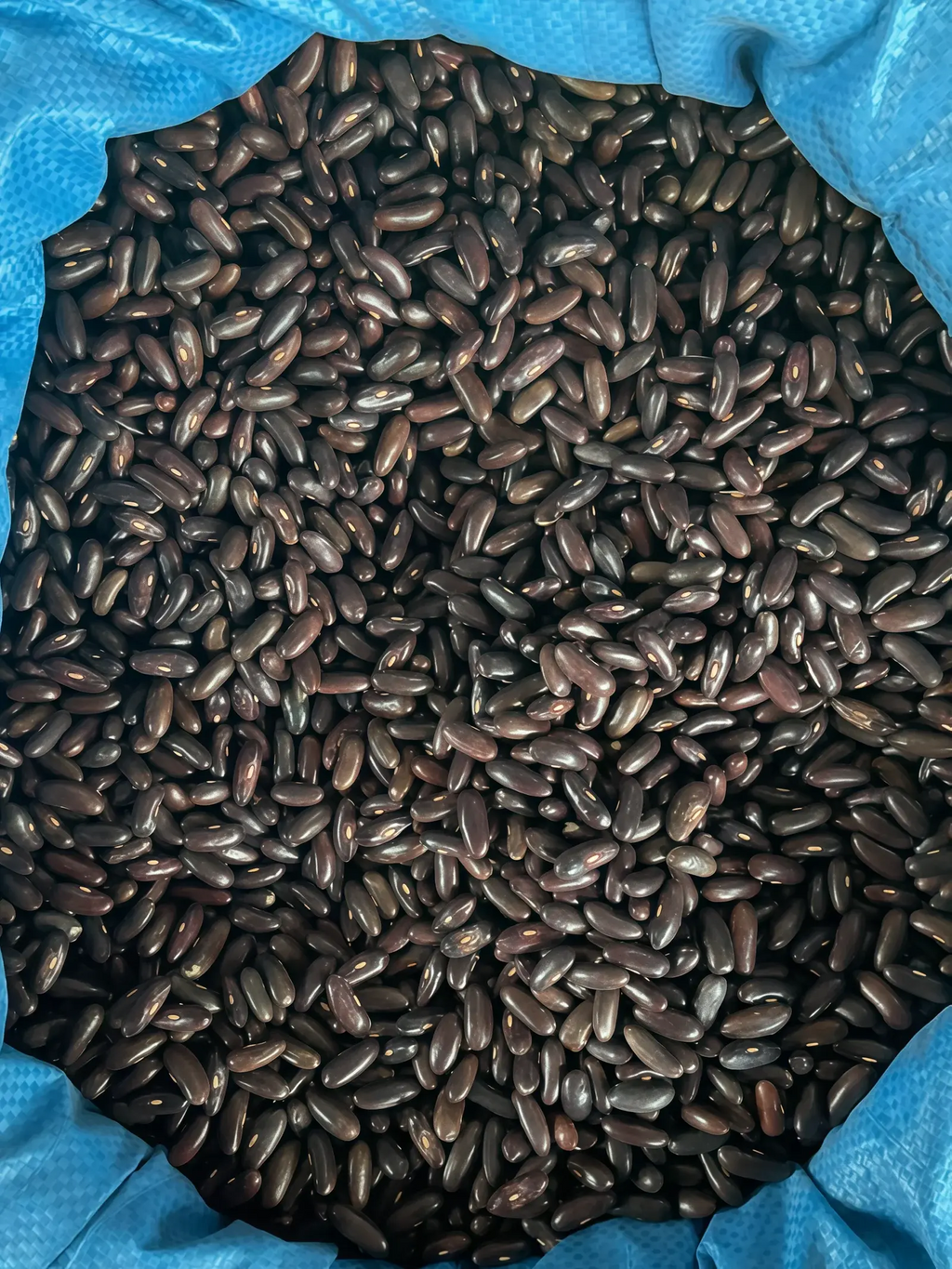 四季豆6