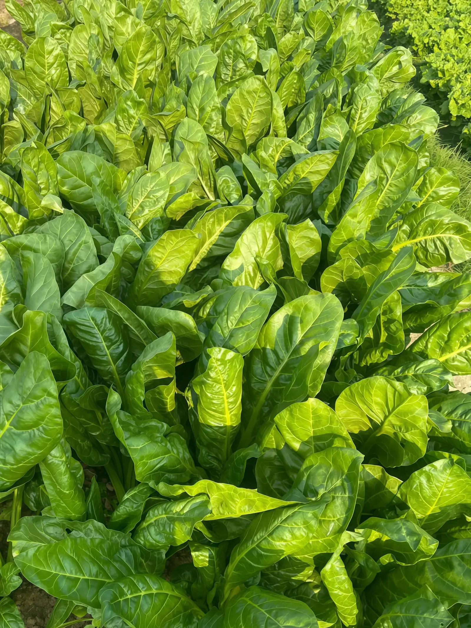 莙荙菜3