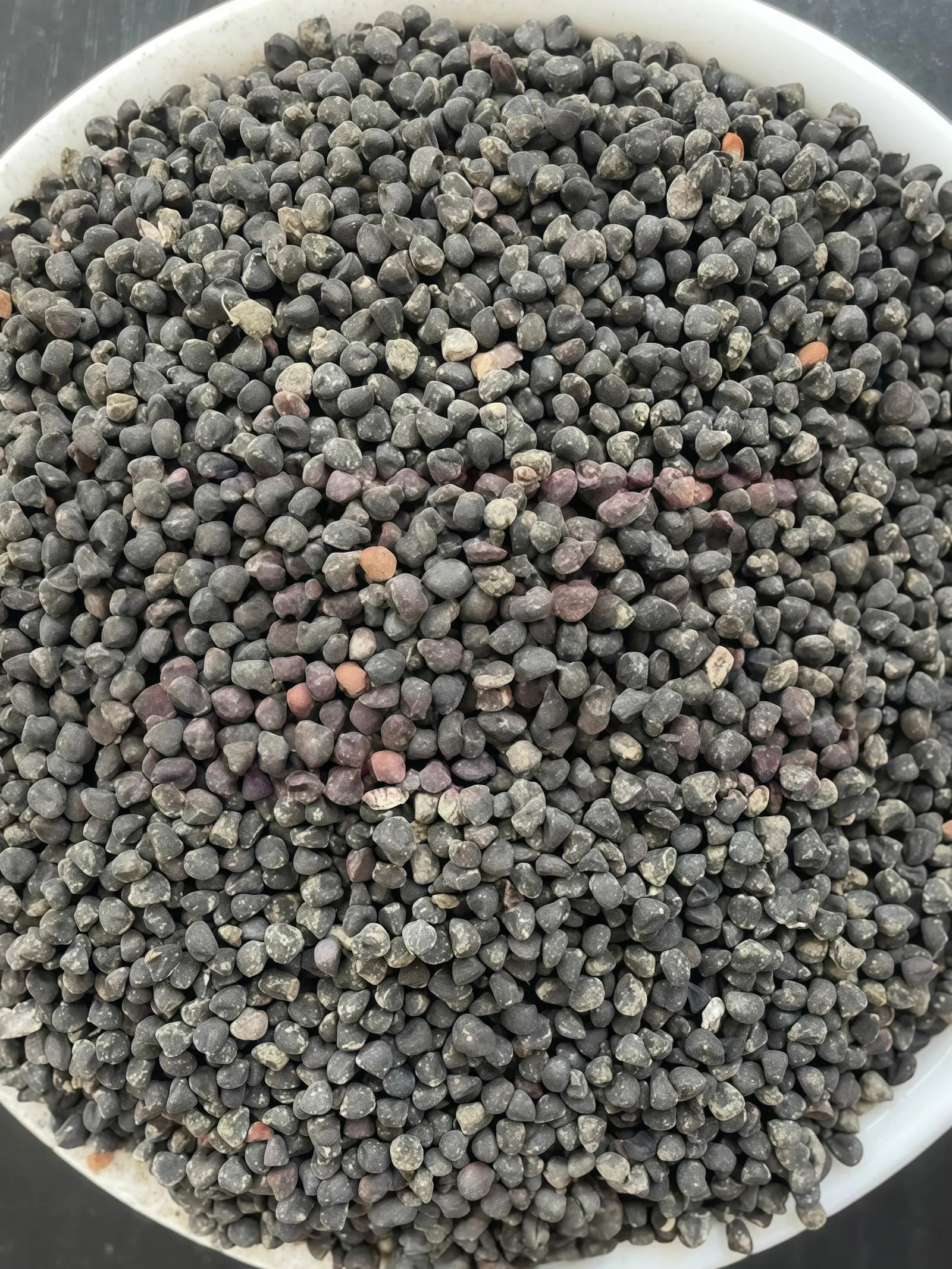 麦仙翁5