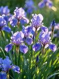 马兰花1