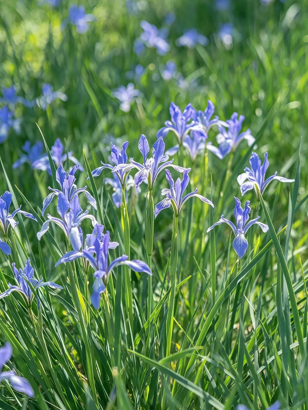 马兰花4