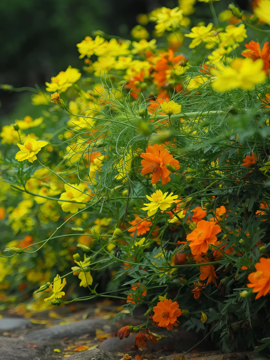 硫华菊3