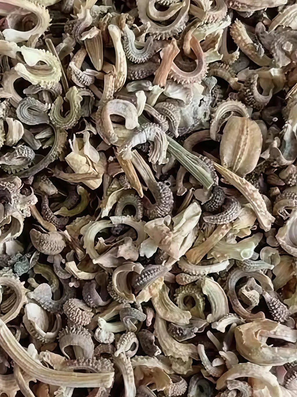 金盏菊5
