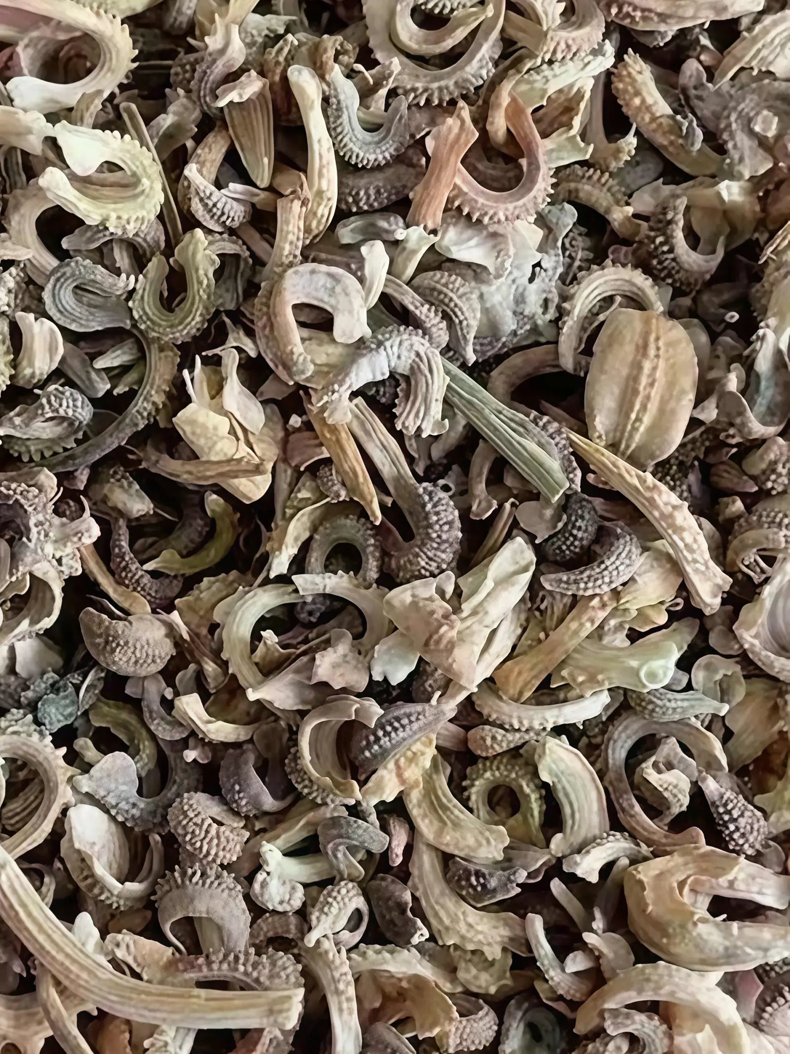 金盏菊5