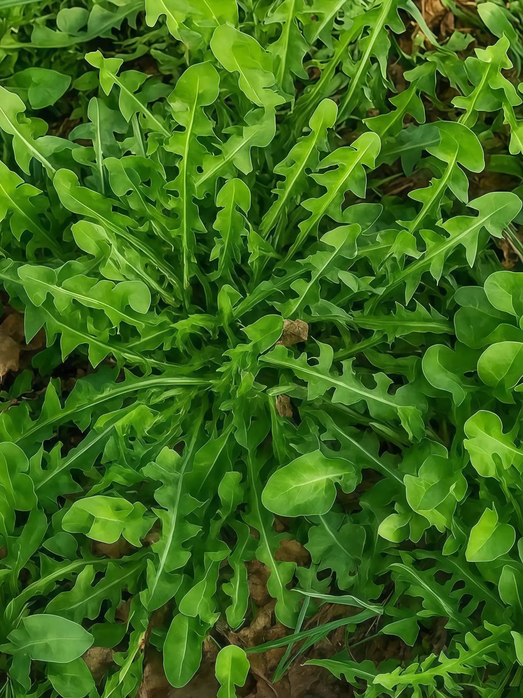 蒲公英2