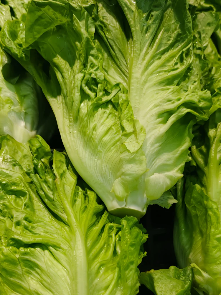 生菜3