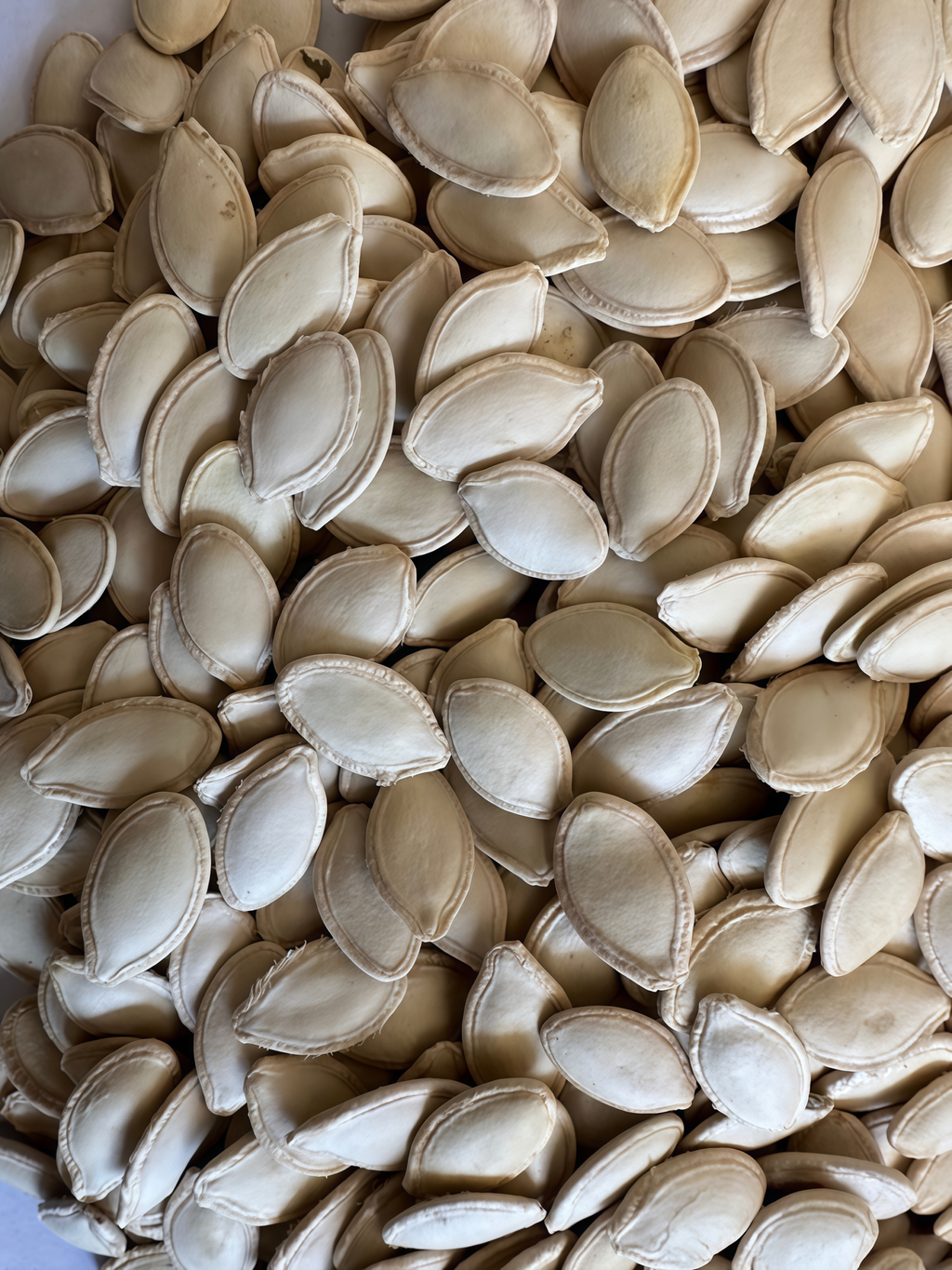 Block Party Organic (F1) Butternut Squash Seed