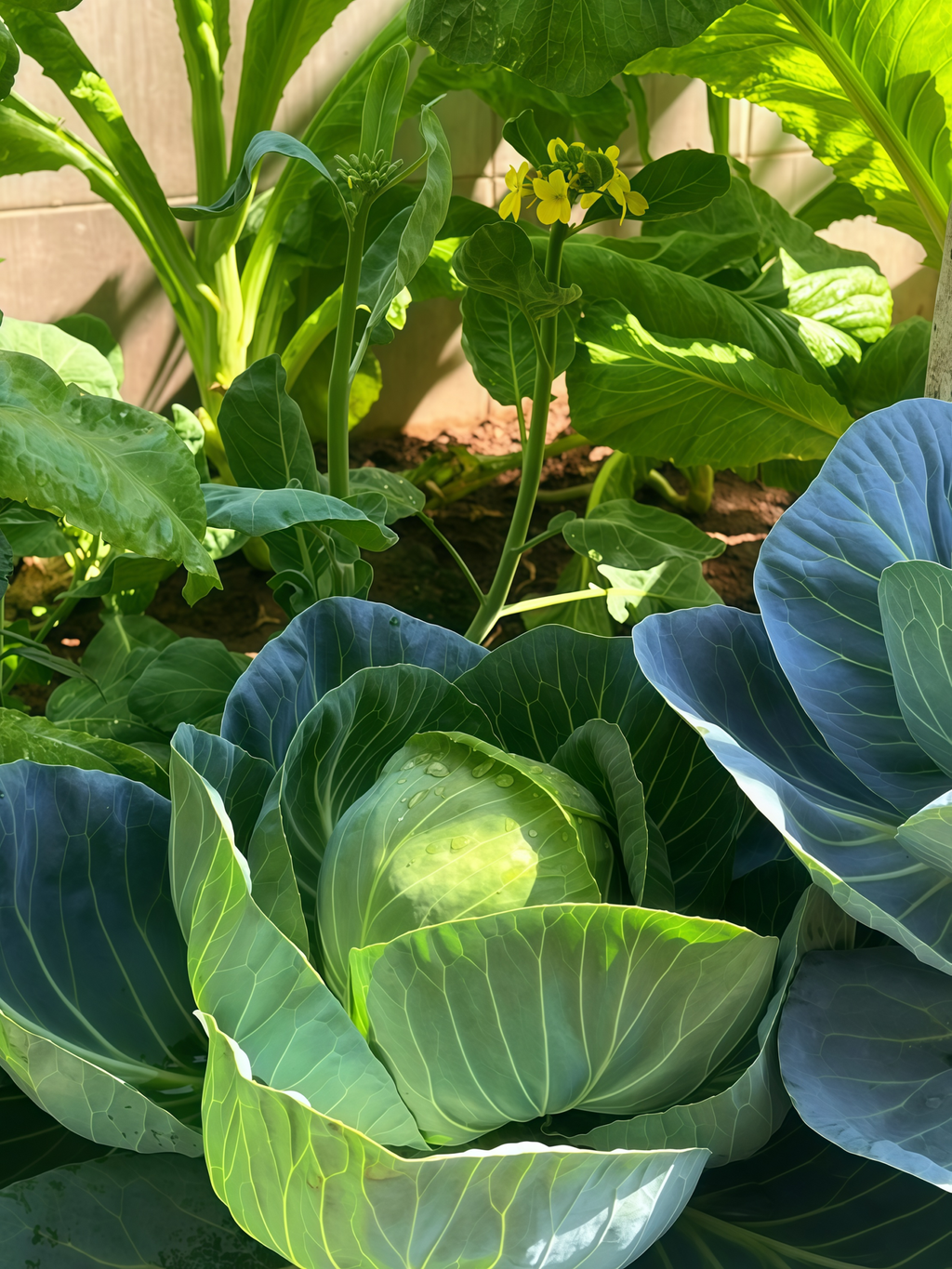 Farao Organic (F1) Cabbage Seed