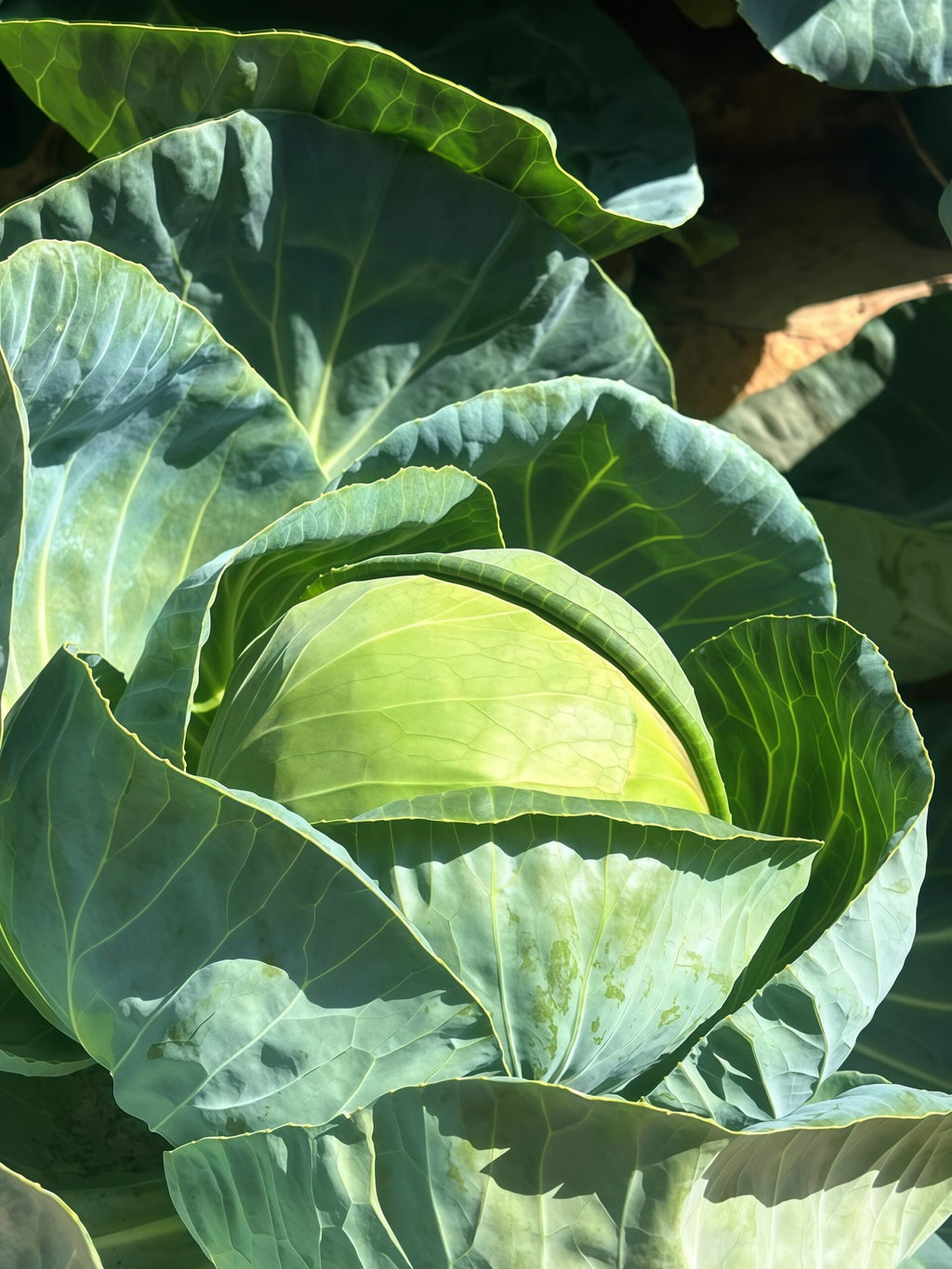 Farao Organic (F1) Cabbage Seed