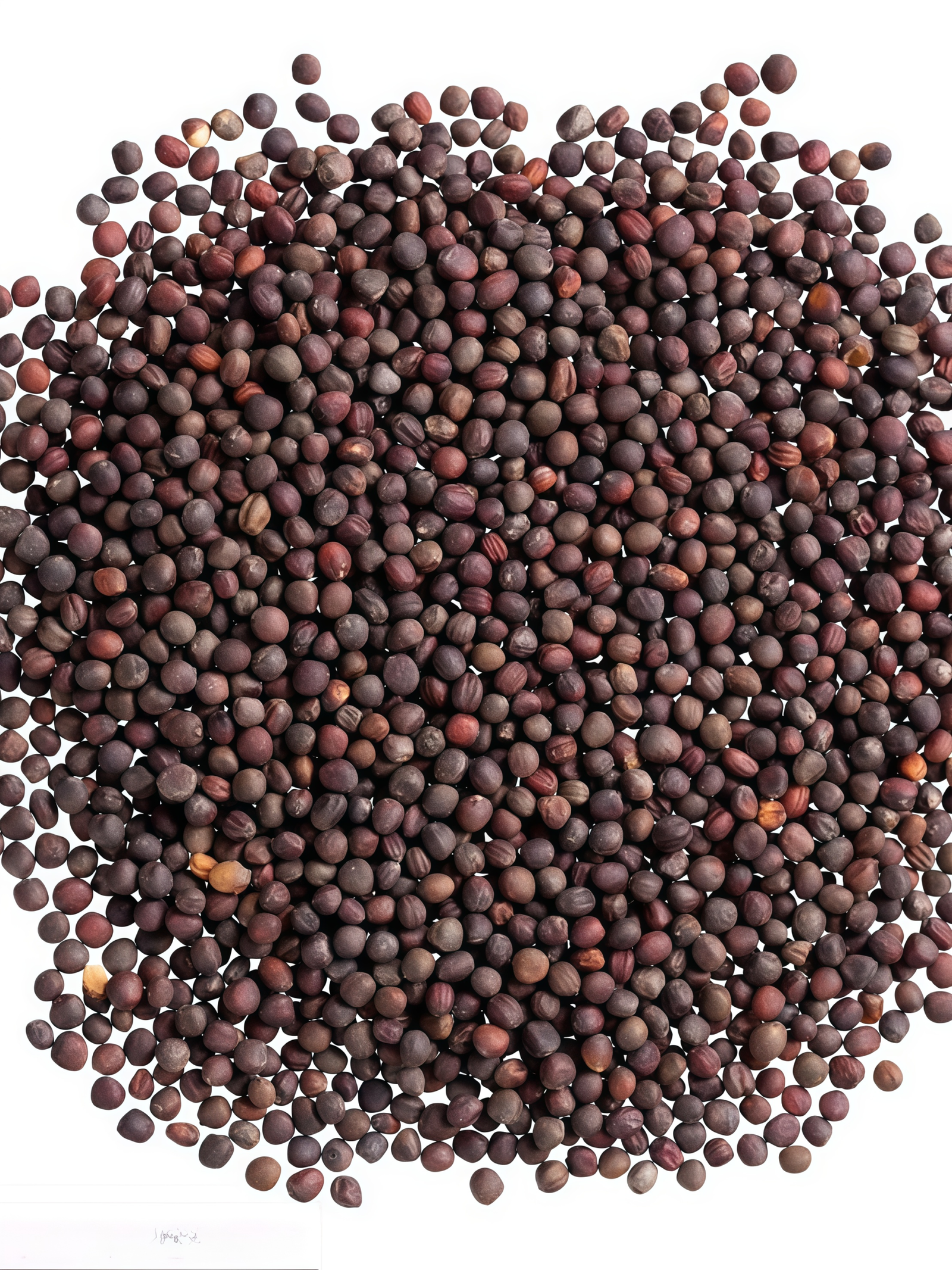 Farao Organic (F1) Cabbage Seed