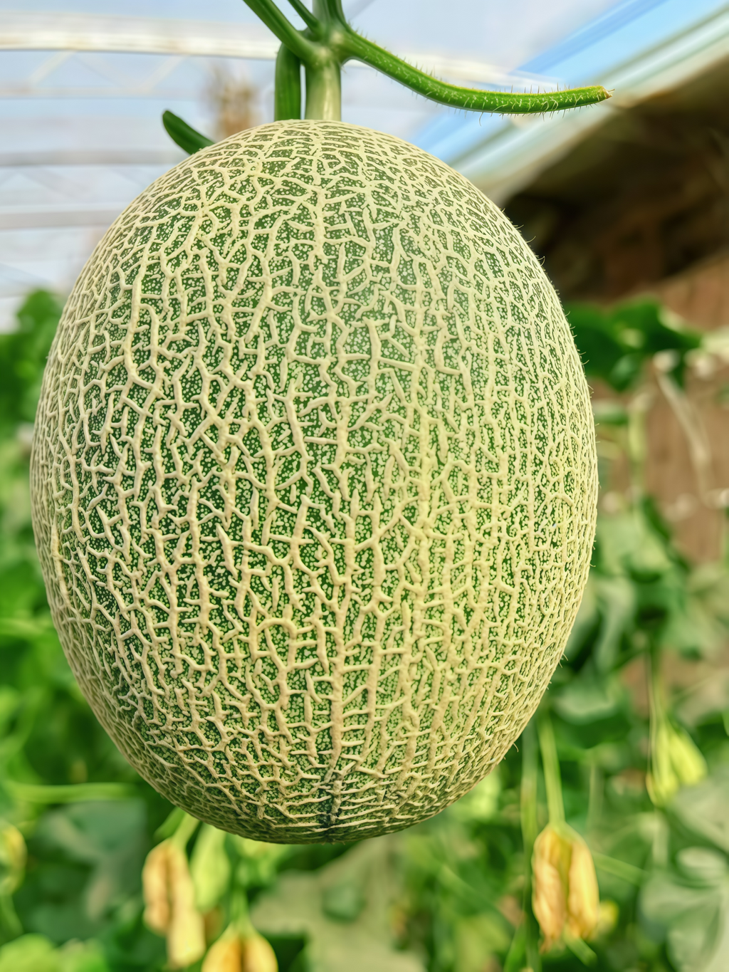 Sarah's Choice (F1) Melon Seed