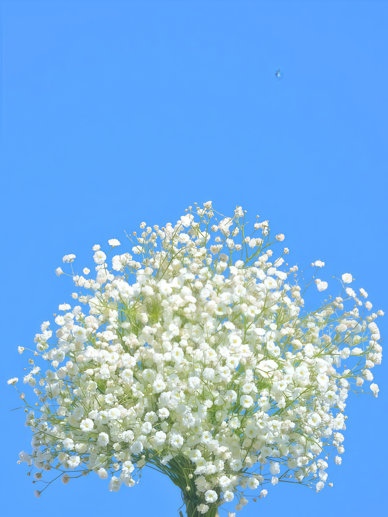 Covent Garden Market Gypsophila Seed