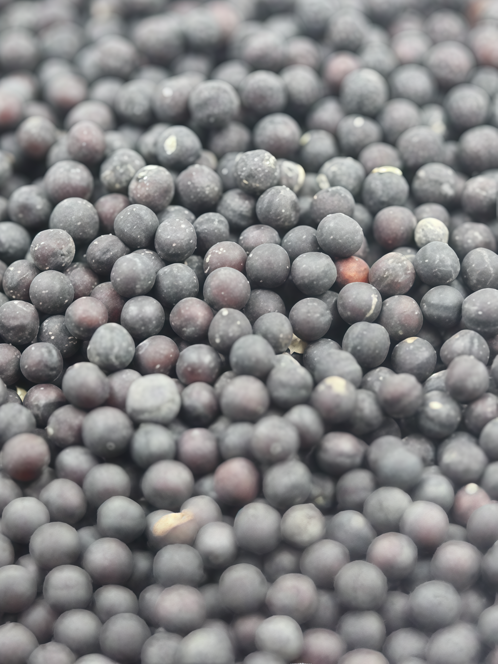 Covent Garden Market Gypsophila Seed