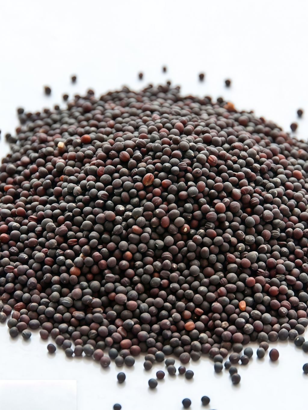 Purple Top White Globe Organic Turnip Seed