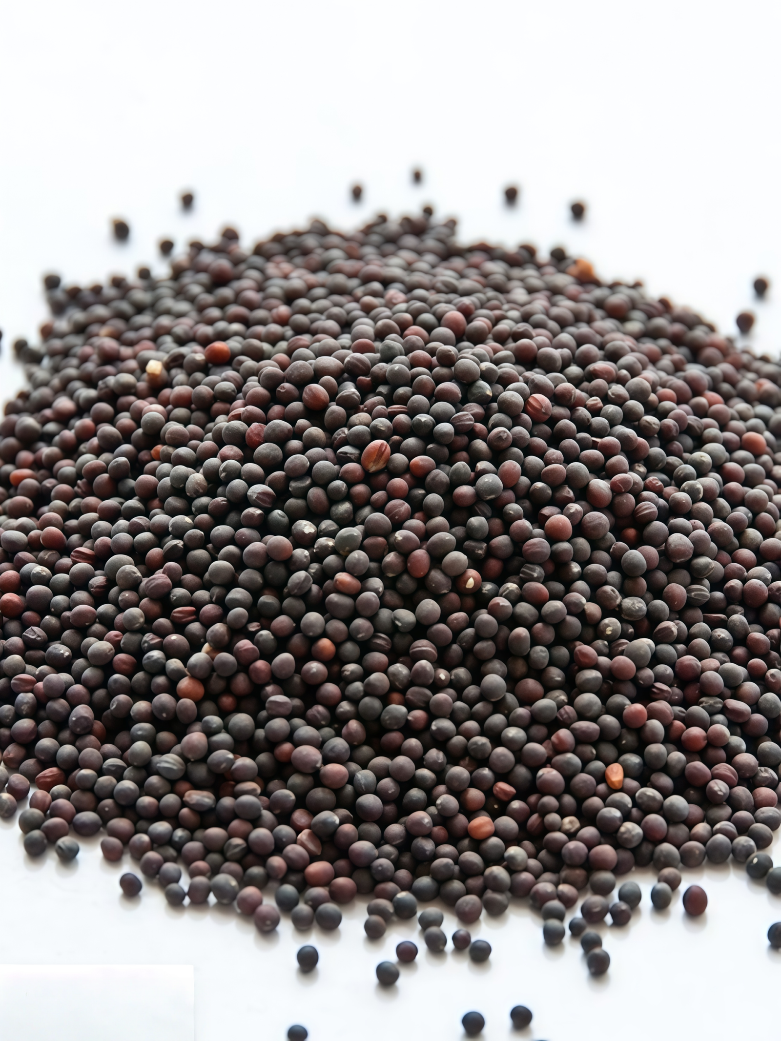 Purple Top White Globe Organic Turnip Seed