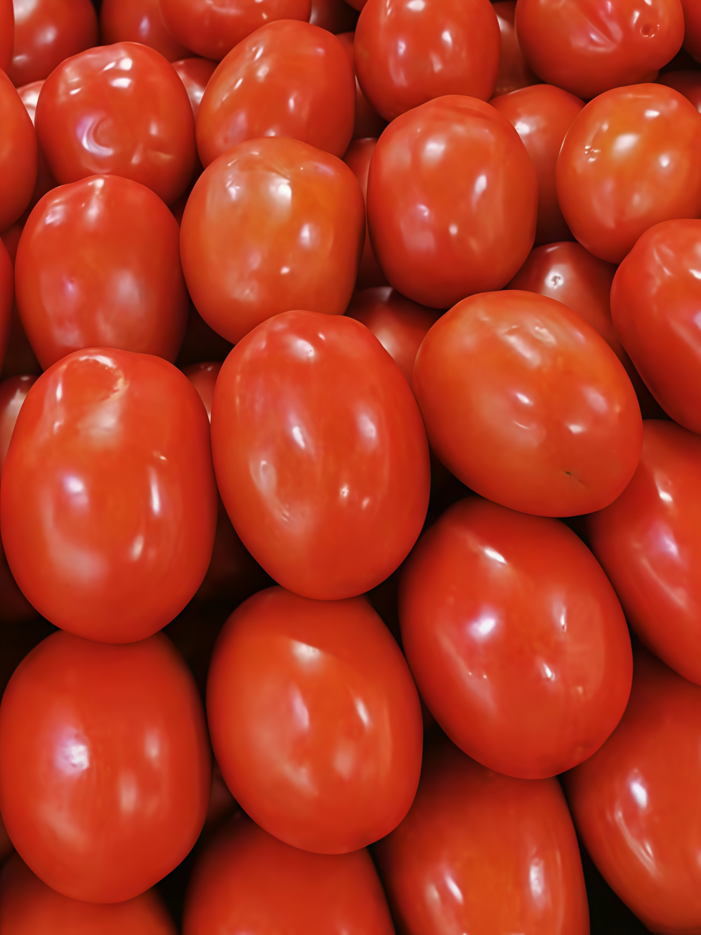 Amish Paste Organic Tomato Seed