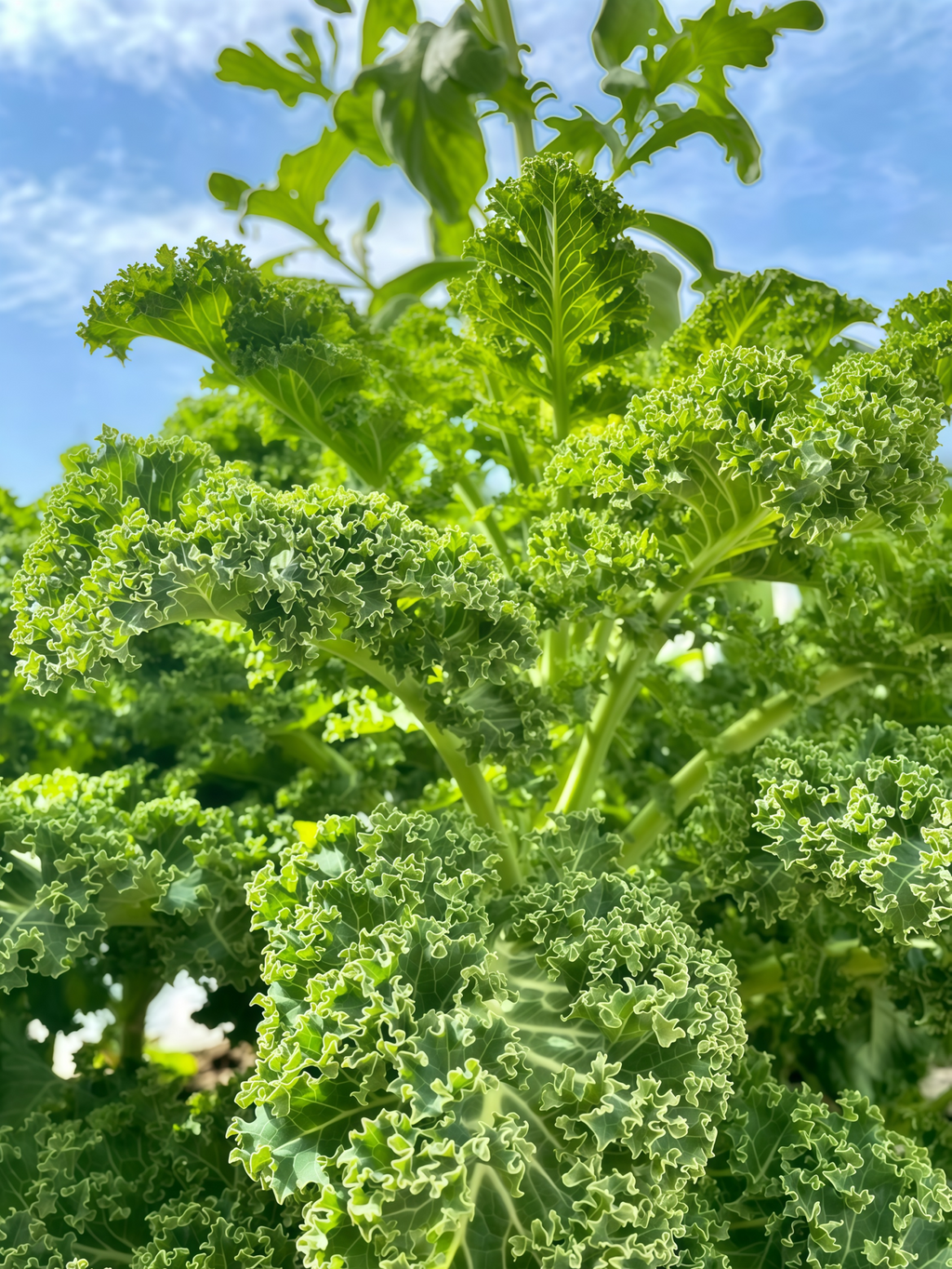 Winterbor (F1) Kale Seed