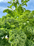 Winterbor (F1) Kale Seed