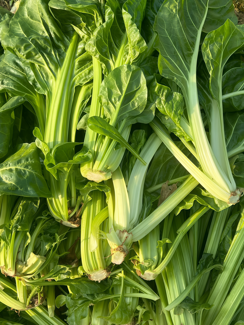 Fordhook Giant Organic Swiss Chard Seed