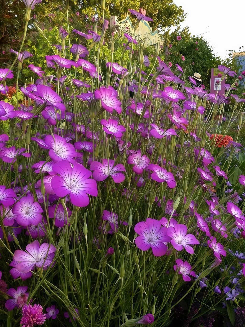 Purple Queen Agrostemma Seed
