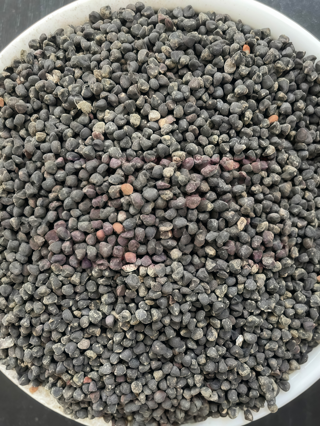 Purple Queen Agrostemma Seed