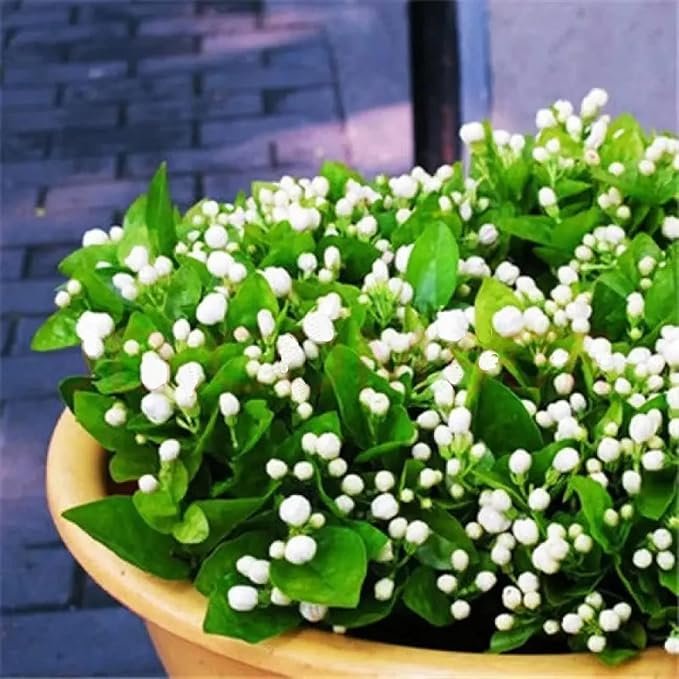 Jasmine Flower Seeds