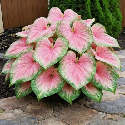 Mixed Hosta Seeds