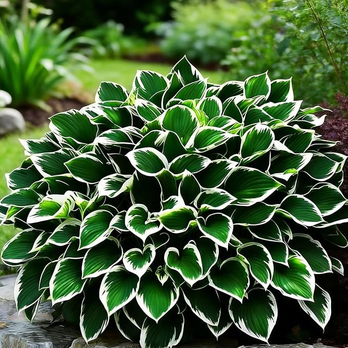 Mixed Hosta Seeds