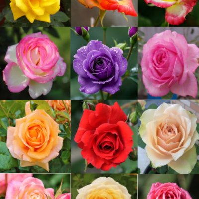 Gemini_Generated_Image_ne42afne42afne42_副本 200+ Rose Seeds: 16 Colorful Varieties