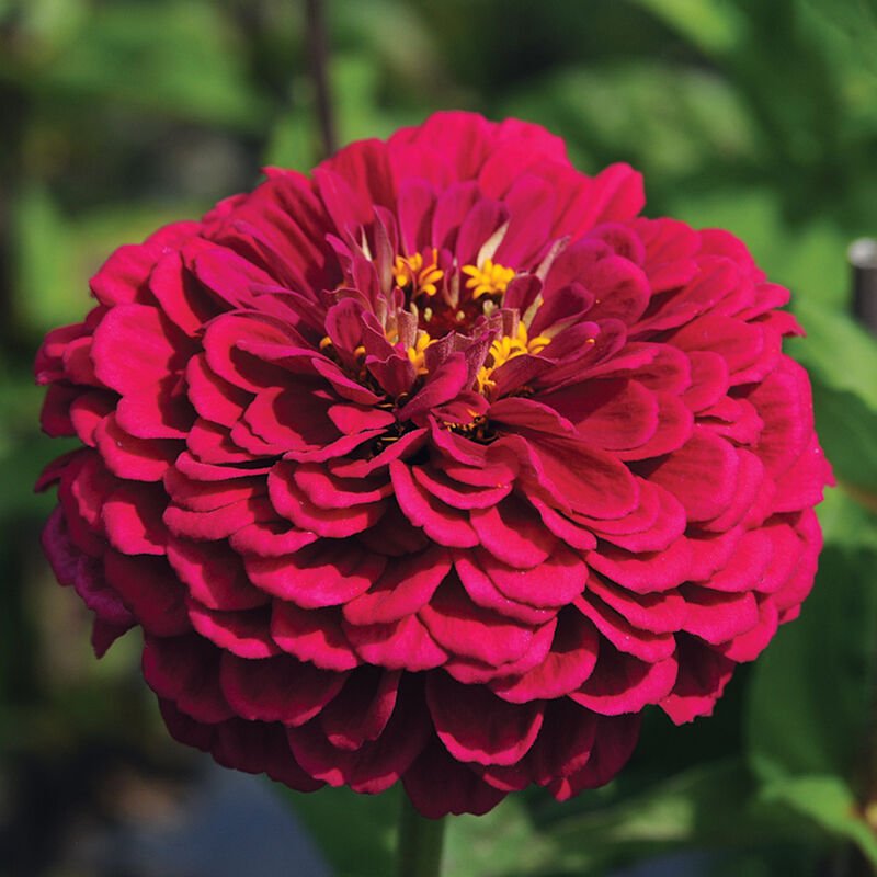 Benary's Giant Mix Zinnia Seed