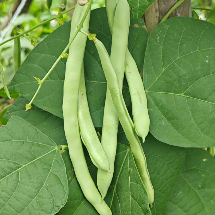 四季豆1 Provider Bean Seed