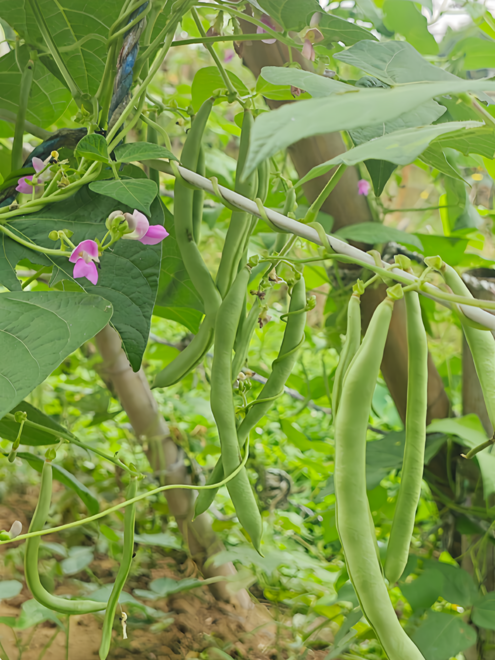 四季豆2 Provider Bean Seed