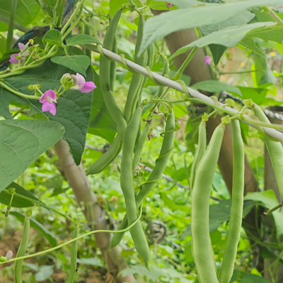 四季豆2 Provider Bean Seed