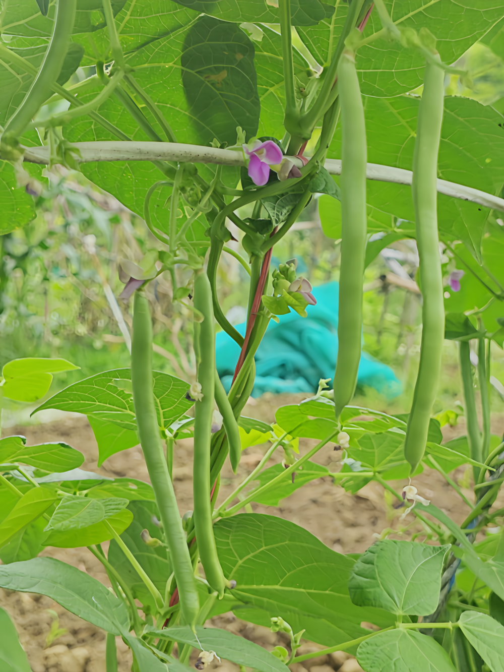 四季豆3 Provider Bean Seed