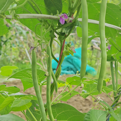 四季豆3 Provider Bean Seed