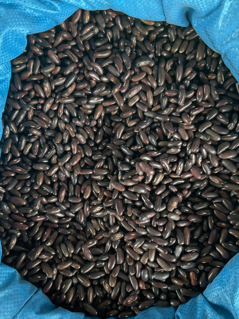 四季豆6 Provider Bean Seed