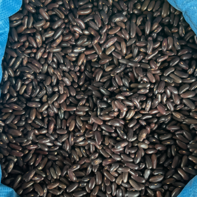 四季豆6 Provider Bean Seed