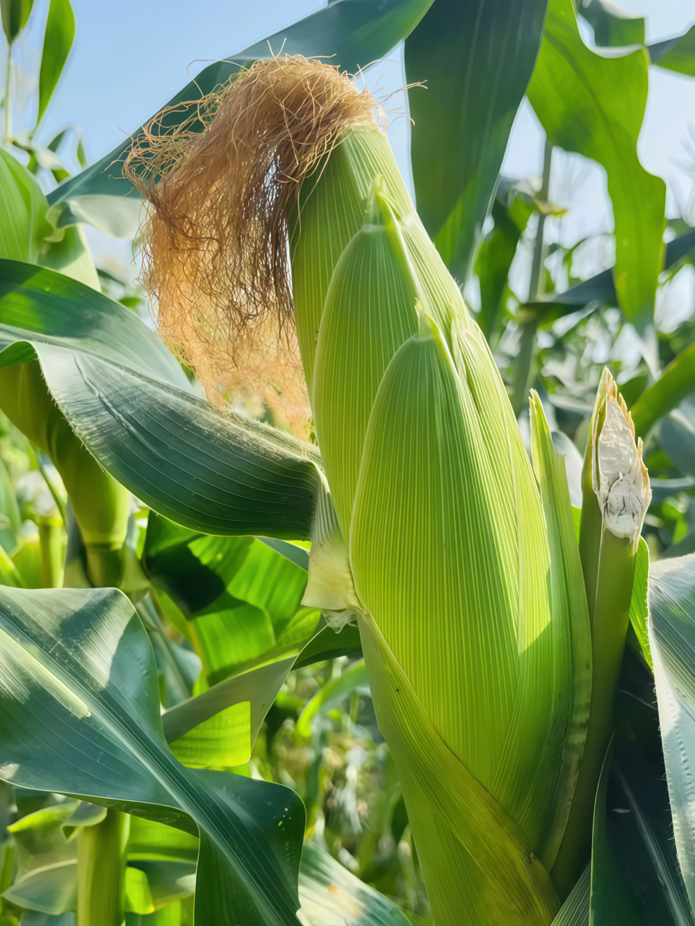 玉米2 Natural Sweet Organic (F1) Corn Seed