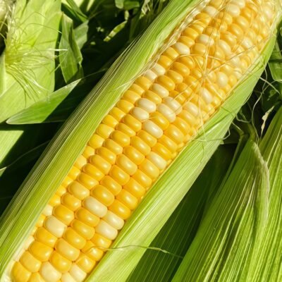 玉米3 Natural Sweet Organic (F1) Corn Seed