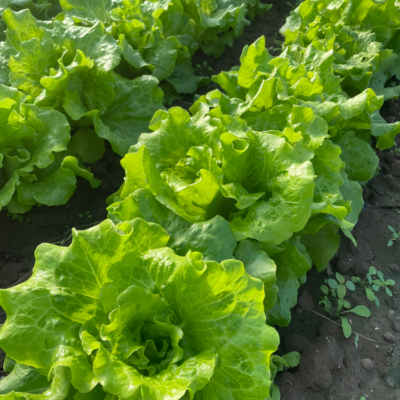 生菜1 Gordini Pelleted Lettuce Seed